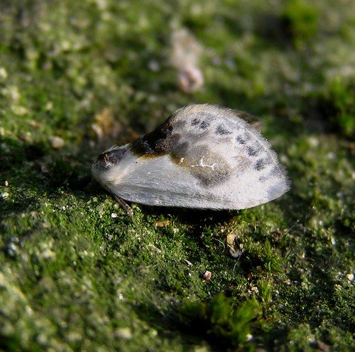 Cilix glaucata - La Petite Epine - The Chinese Character - 04/09/12