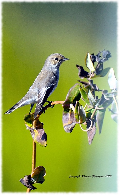 Ficedula hypoleuca (Pied Flycatcher)Papa Moscas Preto