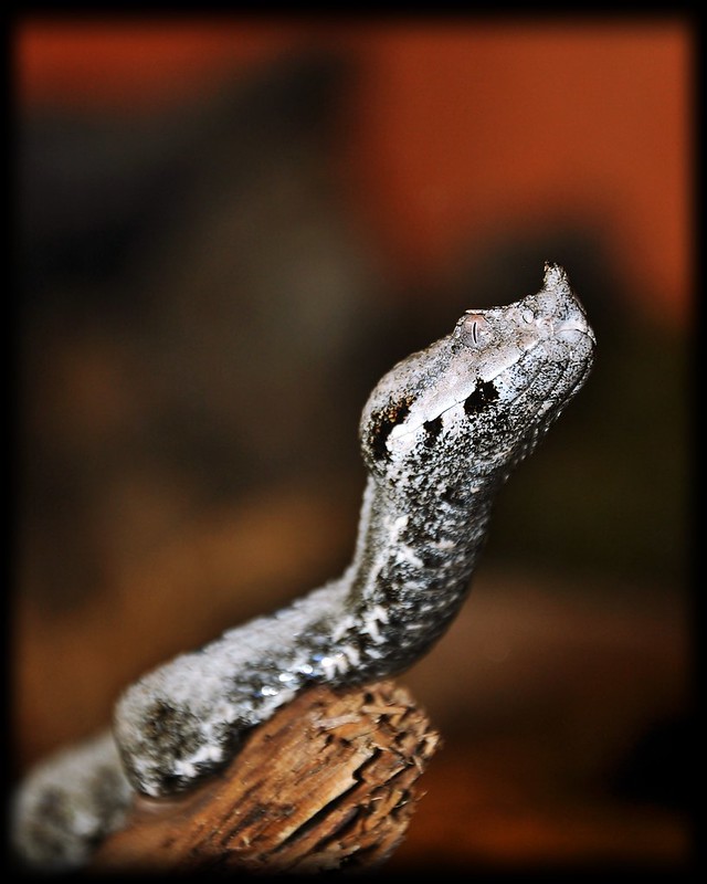 Pictures from Peter Zürcher's reptile zoo ...Update 2017 - Page 3 8114073027_6f7daa024b_c