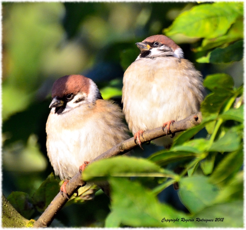 Passer Montanus (Eurasian Tree Sparrow)Pardal Montês