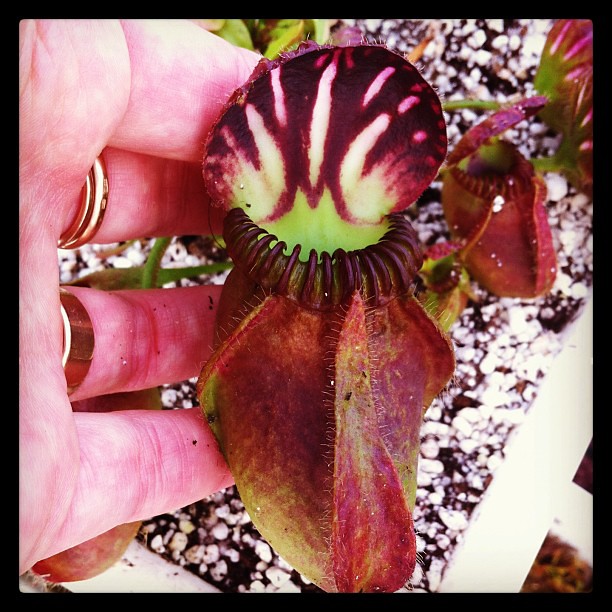 Big ascidie de cephalotus  !!!  8443287806_d2f4859d39_z