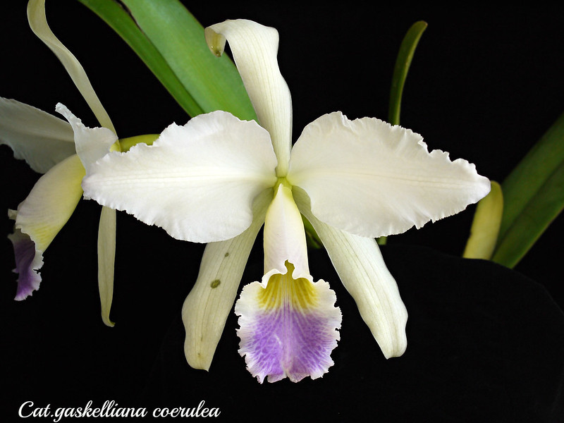 Cattleya gaskelliana (Drago x Alexis) 8135656933_75653916fc_c