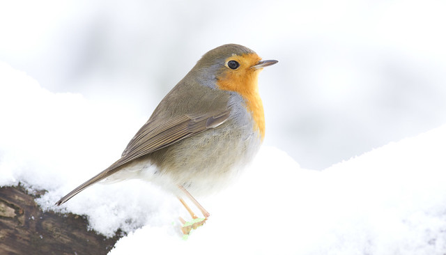 Vogels voeren en beloeren - Pagina 13 8395138978_b747203c5c_z