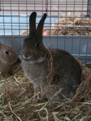 Arlo, male rabbit, Tyne and Wear 8446412369_c92cd265c8