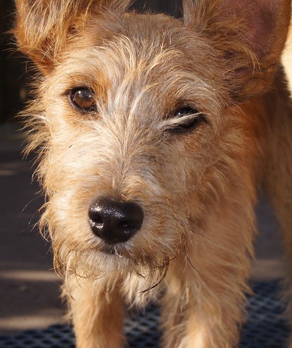 Tintín, M cachorro x foxterrier ADOPTADO 8103776030_b6de8822cc