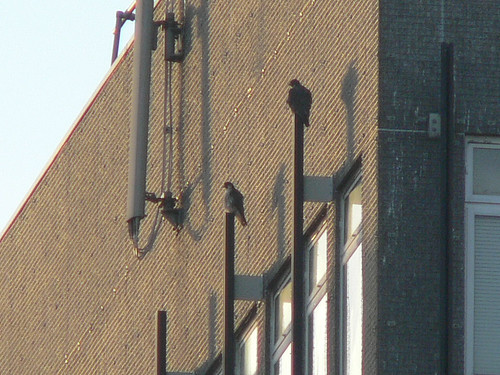 Tom and Charlie side by side in evening sunshine