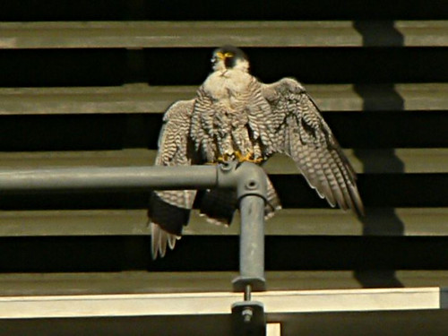 Peregrine or Cormorant?