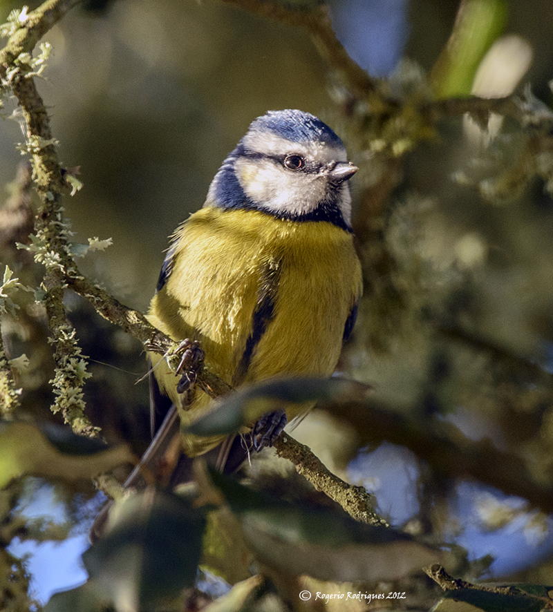 Parus caeruleus ( Blue Tit ) Chapim Azul