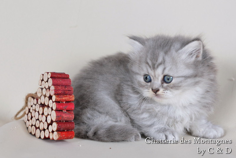 Présentation des chats de race en photos 8295836729_f2cfea2bec_c