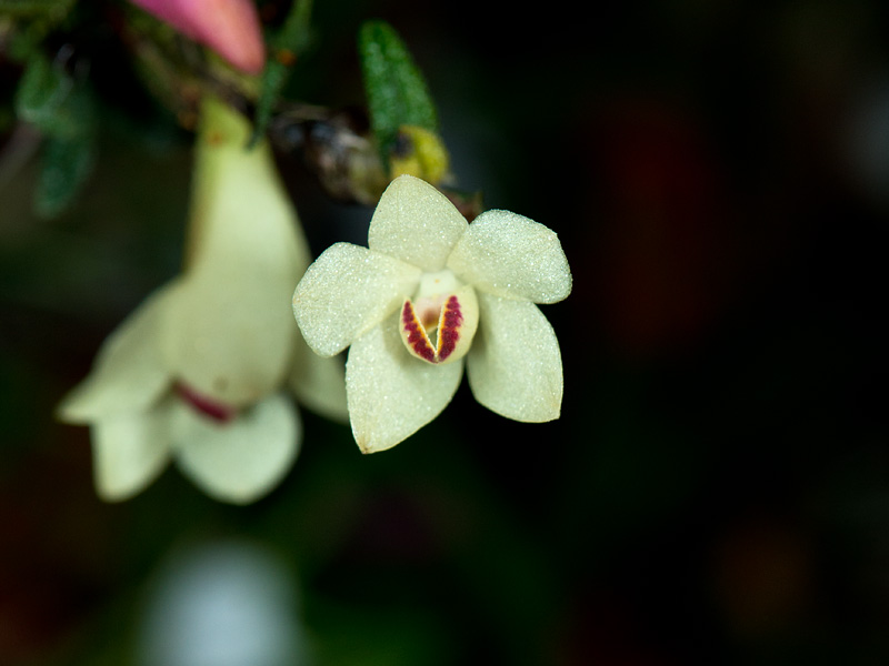 Dendrobium  cuthbertsonii - Seite 2 8296936062_1a06d8677b_o