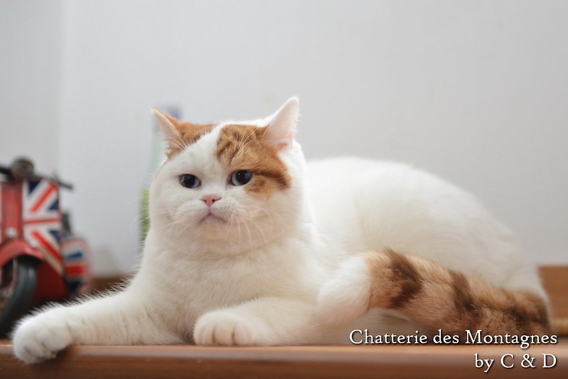 Présentation des chats de race en photos 8295843209_47d480fe89_c