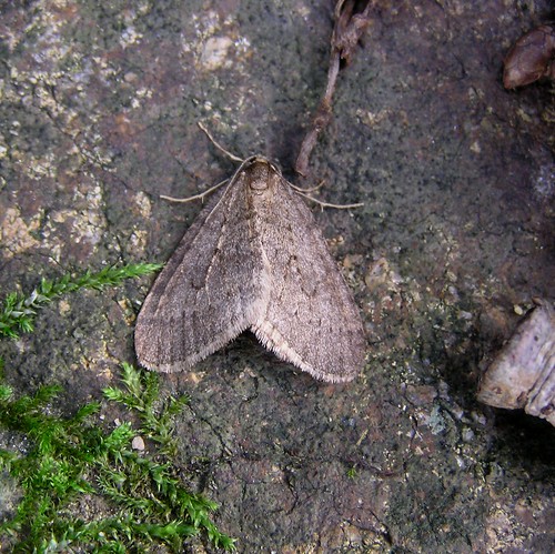 A identifier- Papillon - 25/12/12