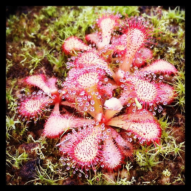 Pour commencer les première photo de drosera  8402963620_fe9af6a068_z