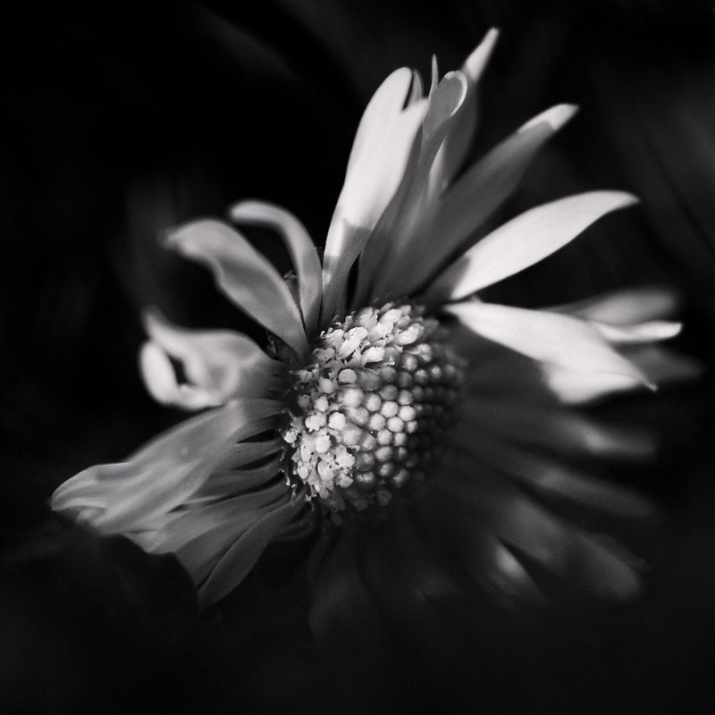 Première Fleurette BW 8529209430_1ddfa5373c_c