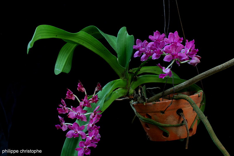 Rynchostylis gigantea Red 8485647908_c08efb71fb_c