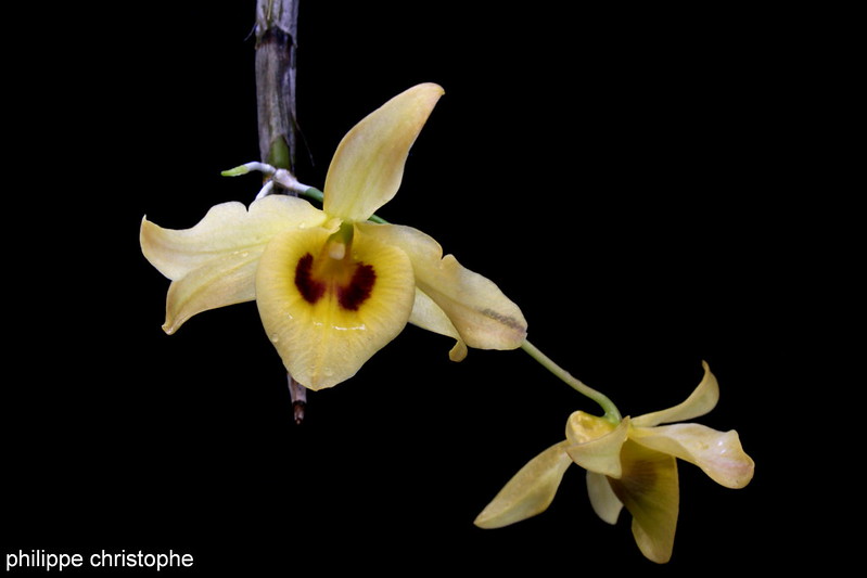 Dendrobium friedericksianum var. oculatum 8594408380_bf4f37234d_c