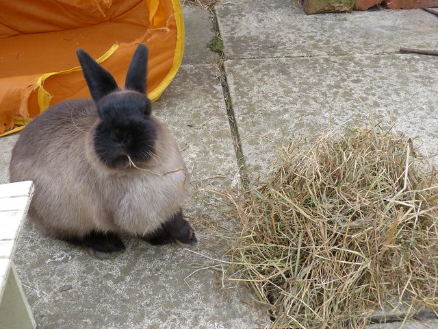 Got a new hay bale & Pics of all 4 Bunnies :) 8592952854_0b3694529c_z