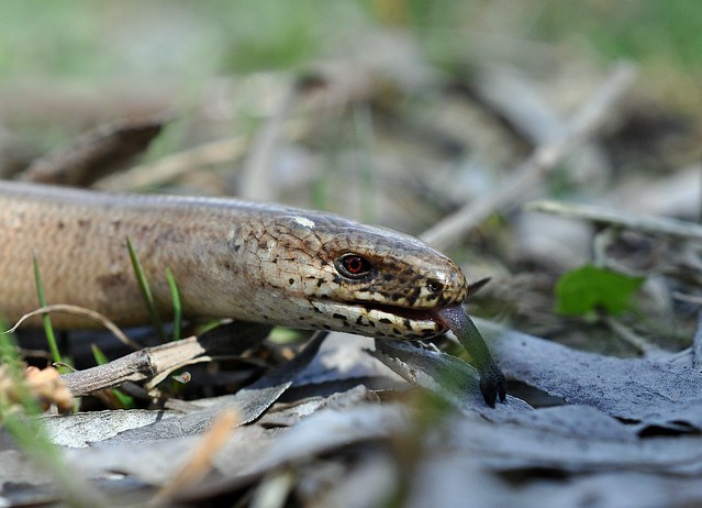 Herping in eastern austria .... Update ;) 8646253104_d86a778b61_z