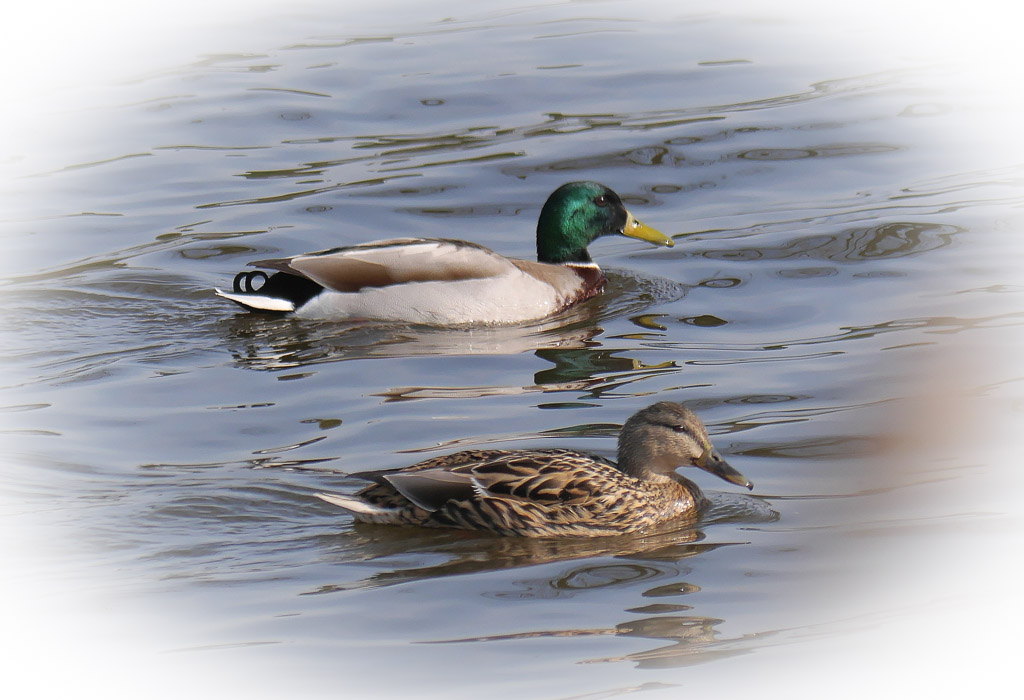 quelques oiseaux de l'Escaut  8635862780_6d58d5498a_b