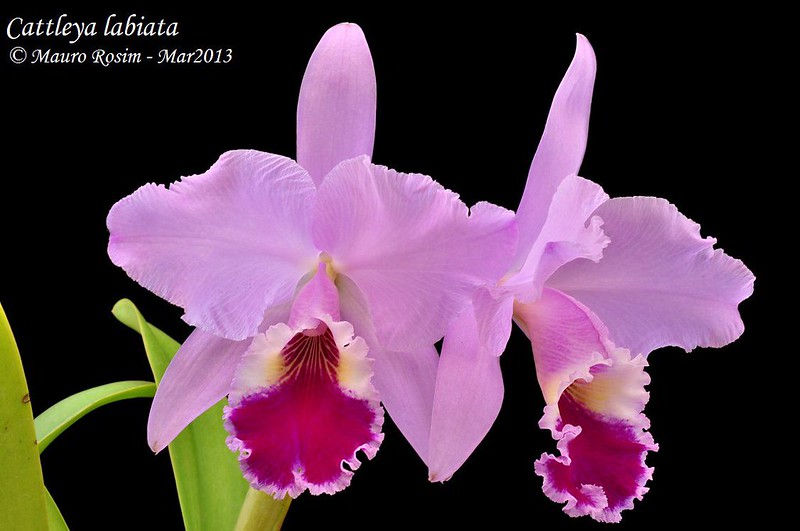 Cattleya labiata 8523212724_6fafac4308_c