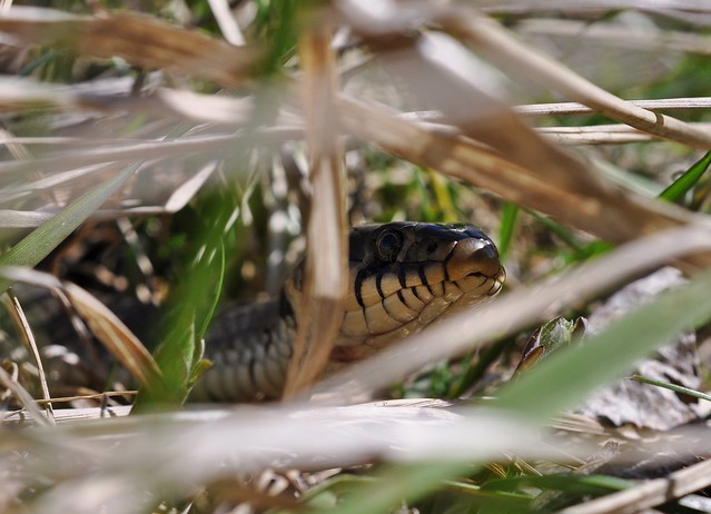 Herping in eastern austria .... Update ;) 8645925379_d65fdfa413_z