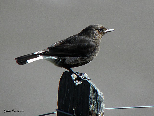 Chasco-preto (Oenanthe leucura)