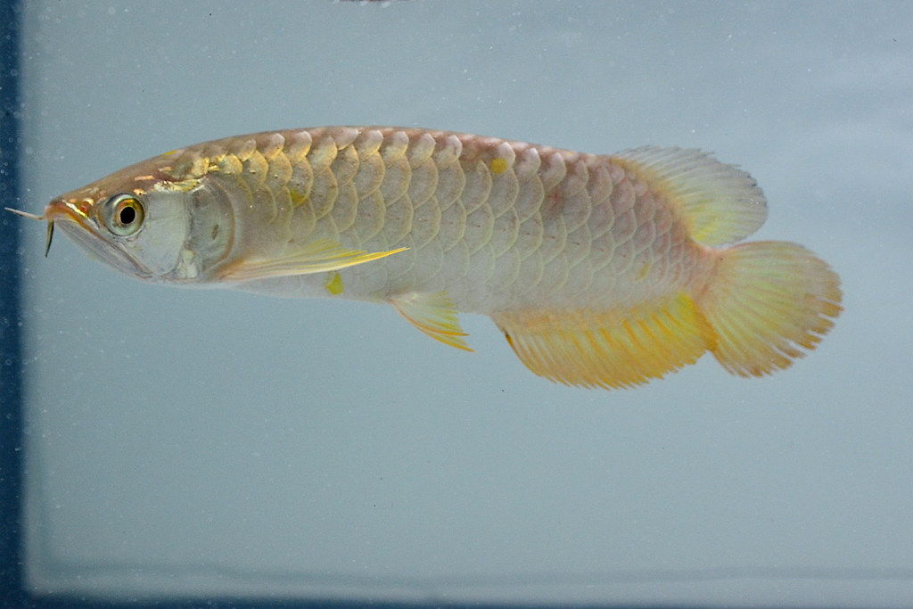 Superhighback Arowana dari sy dipersembahkan.... - Page 3 8465380448_68560f5fe1_b