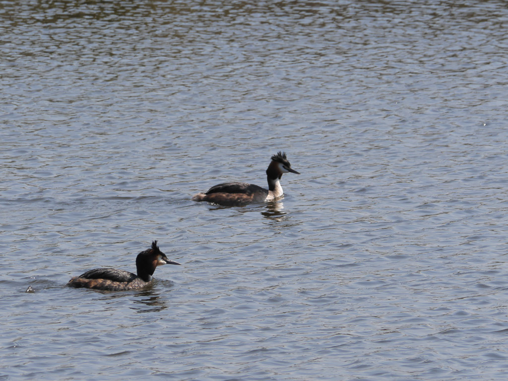 quelques oiseaux de l'Escaut  8634761523_20ebf7868b_b