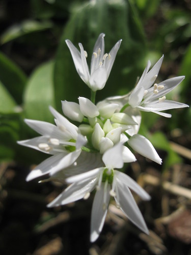 Allium ursinum