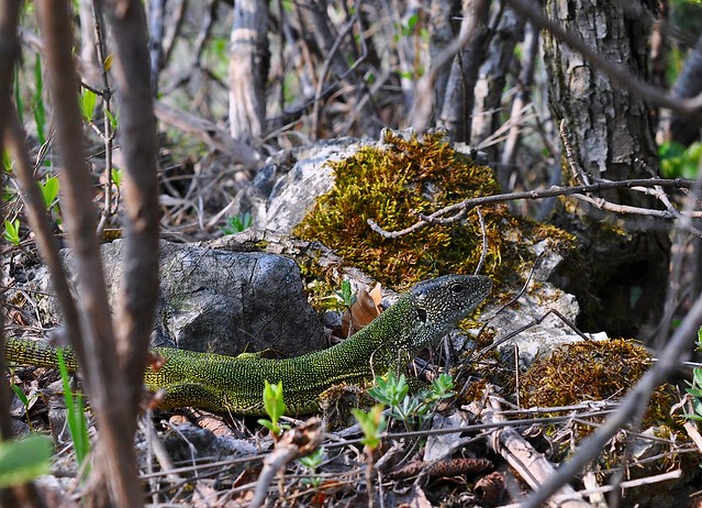 Herping in eastern austria .... Update ;) 8675411248_d9446e3fd5_z