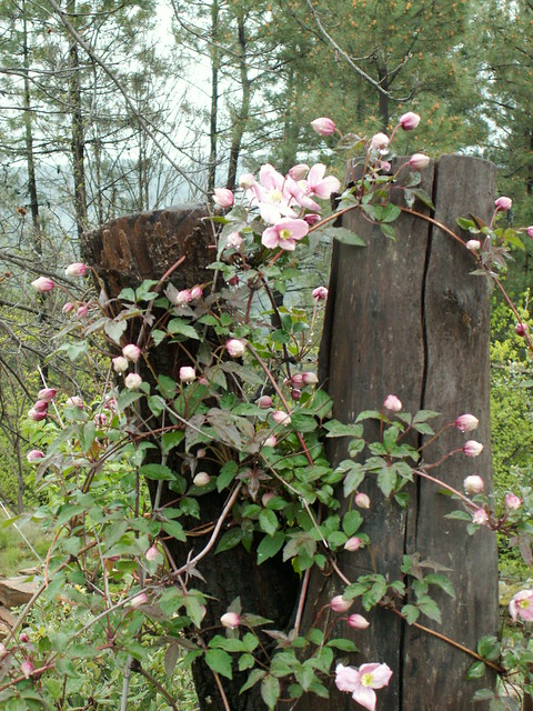 Clematis montana 'Mayleen'