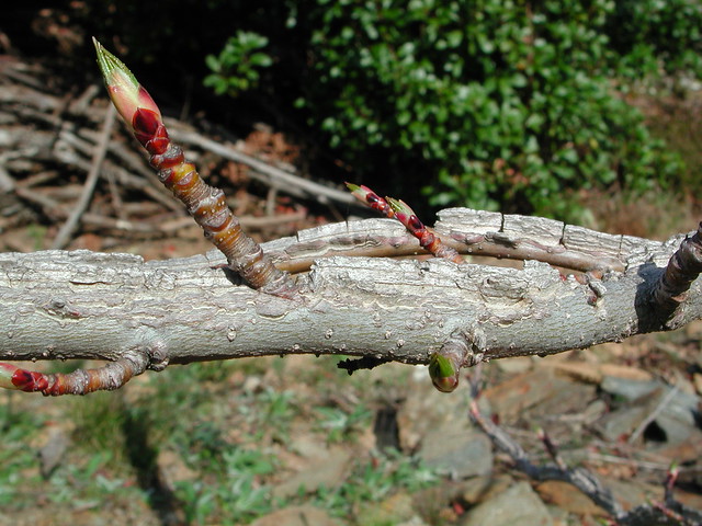 Liquidambar styraciflua