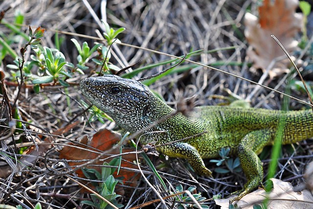 Herping in eastern austria .... Update ;) 8669108206_79cf1948f3_z