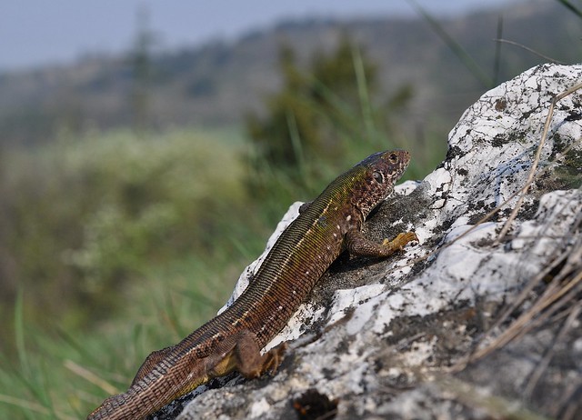 Herping in eastern austria .... Update ;) 8668739291_9d6180f1da_z