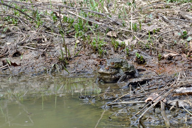 Vipera berus berus in Austria ... 2013 Update ;) - Page 2 8687285000_e1e2c43539_z