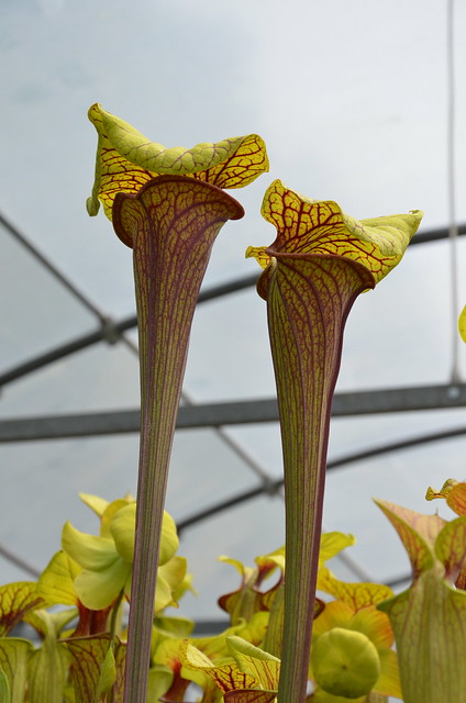 Sarracenia... 8977589143_7fb4c5afd2_z