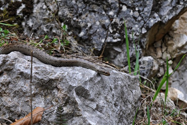 Vipera berus berus in Austria ... 2013 Update ;) - Page 2 8685819551_97cde0d07c_z