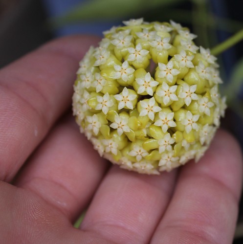 Hoya sp 10167