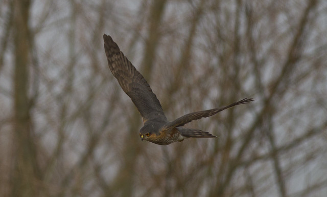 Leuke vogelwaarnemingen - Pagina 16 8638378874_c3557f1309_z