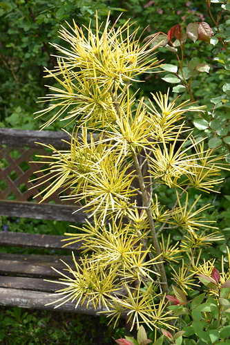 Sciadopitys verticillata (forme aurea nana) [identification] 8709041903_a59553e913