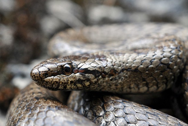 Vipera berus berus in Austria ... 2013 Update ;) - Page 2 8685820299_ccd8c785b5_z