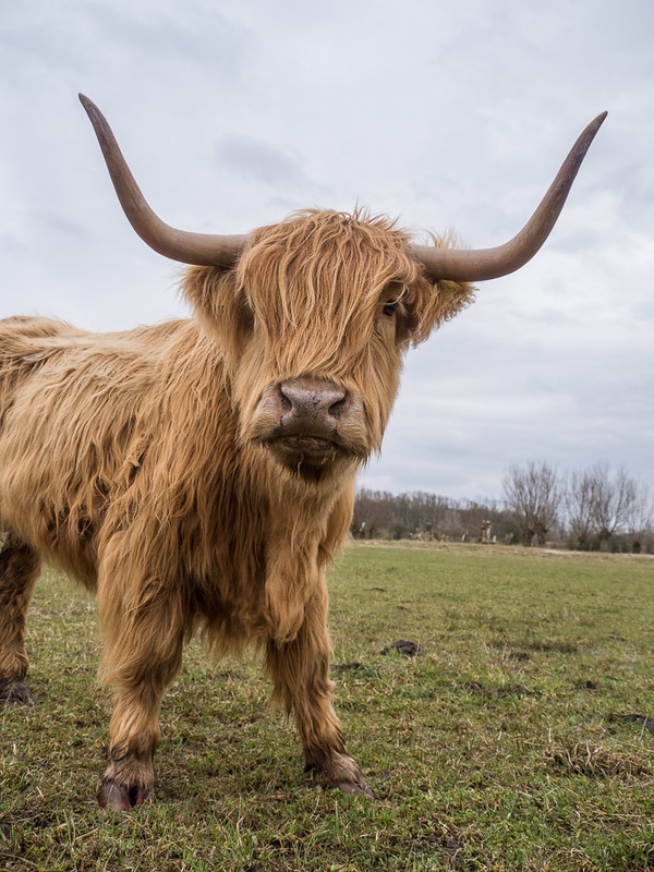 les animaux du zwinn (3) 8645810531_8040d9fd42_c