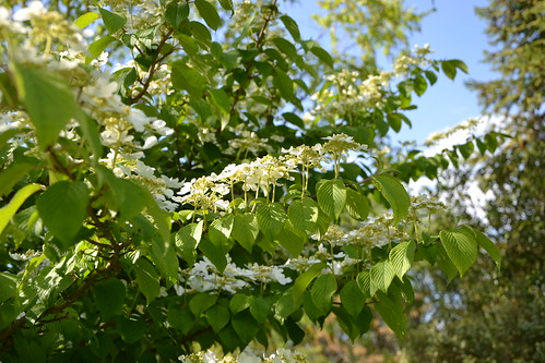 Viburnum plicatum - viorne de Chine