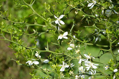 Citrus trifoliata (= Poncirus trifoliata) 8709025166_c86ecfd622