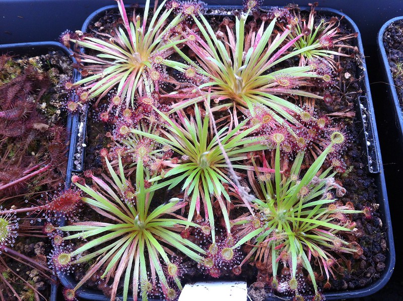 Collection a refaire sur les drosera  7819004192_20308954b7_c