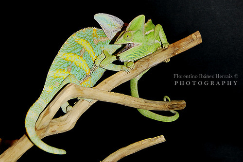 Os presento a Rango y Romina ( + fotos ) 7648830138_ee6e15a752