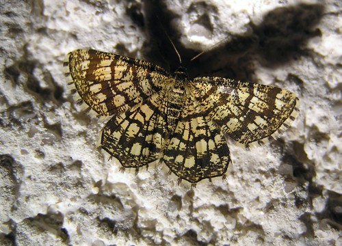 Chiasmia clathrata - Latticed Heath - Géomètre à barreaux - 18/08/12