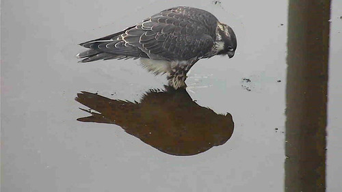 Day 76  - AL in the puddle