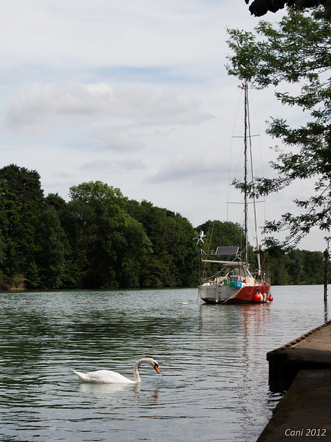 Voilier et Cygne [E-P2 et 25mm f/1.4] 7851678392_2505bca67a_z