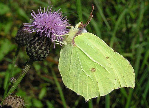 Gonepteryx rhamni Linnaeus - Citron ou  Piéride du Nerprun - Brimstone - 23/07/12